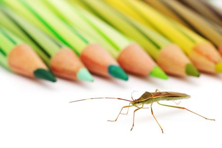 A shield bug is crawling beside green color pencil.