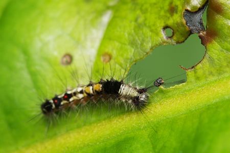 A colorful caterpillar crawling on green leaf.の写真素材