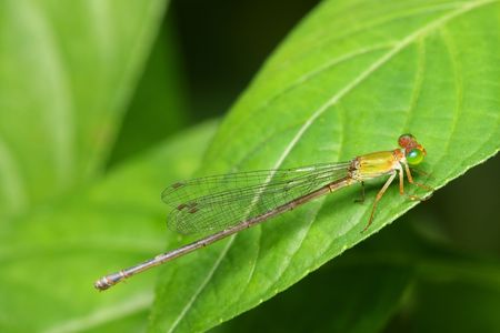 Close up of damselfly stop and resting on green leaf.