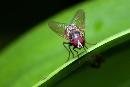 Close up of a fly standing on green leaf.
