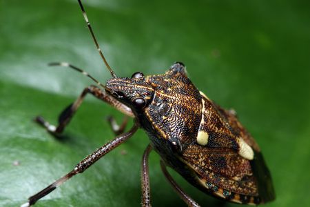 Close up of shield bug standing on the green leaf.