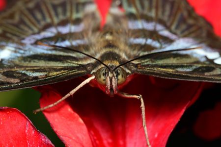 Close up of a butterfly resting on red flower petal.の写真素材