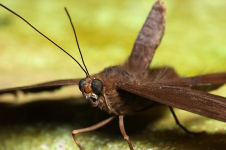Close up of a butterfly which is resting.の写真素材