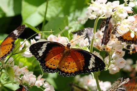 Close up of butterflies on flower over grean leaf.の写真素材