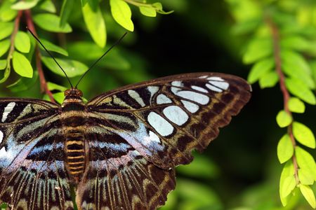 Close up of butterfly stop on green leaf.