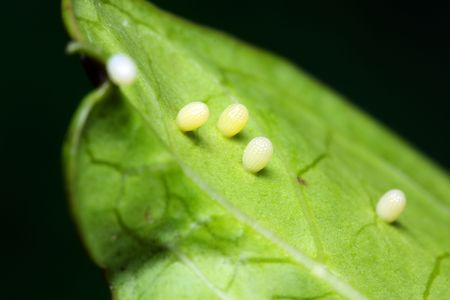 Few butterfly eggs layed on green leaf.の写真素材