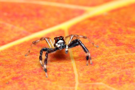 A spider (Epeus Alboguttatus) crawling on orange leaf.