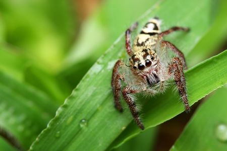 A spider (Rhene atrata) crawling on green leaf.