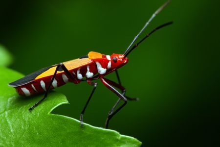Close up of shield bugs crawling on green leaf.の写真素材