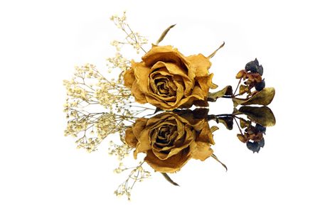 Close up of withered rose with reflection over white background.の写真素材