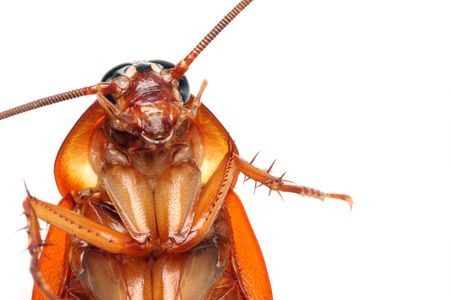Close up of a death cockroach on white background.の写真素材