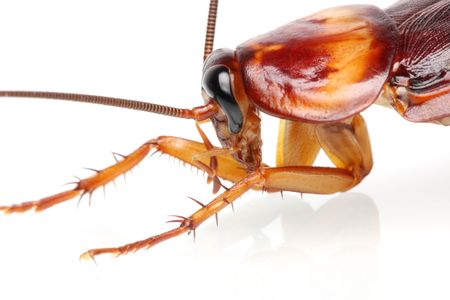 Close up of a cockroach on white background.の写真素材
