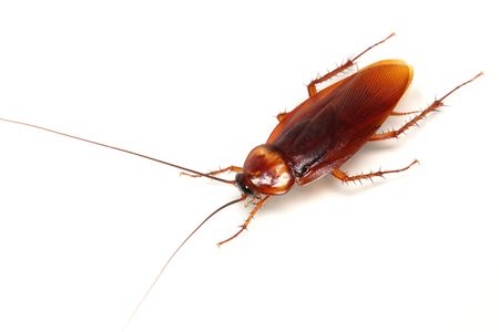 Close up of a cockroach on white background.の写真素材