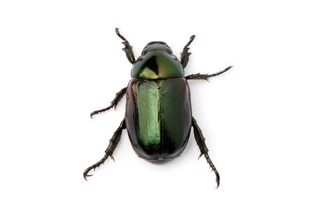 A Anomala albopilosa (beetle) crawling and isolated on white background.の写真素材