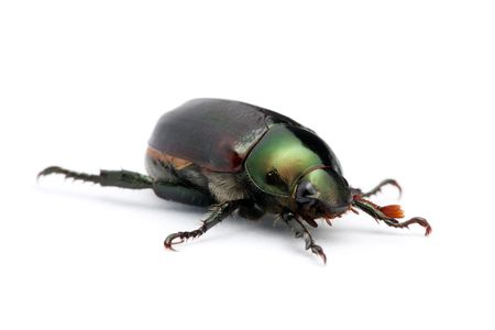A Anomala albopilosa (beetle) crawling and isolated on white background.の写真素材