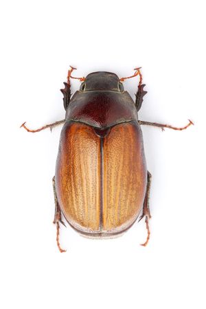A Blitopertha Polyanor (beetle) crawling and isolated on white background.