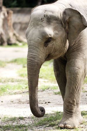 Close up portrait of a junior malayan elephant at Taiping Zoo, Malaysia.の写真素材