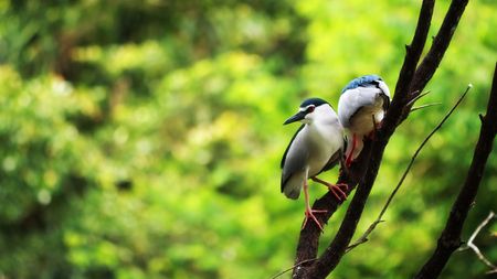 Night heron stopping at branch over green background.の写真素材
