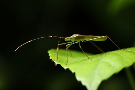 A shield bug standing on the green leaf.の写真素材