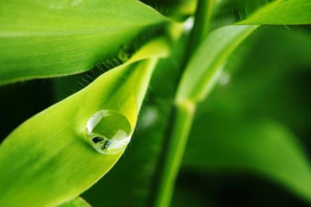 Close up of a waterdrop on green leaf.の写真素材