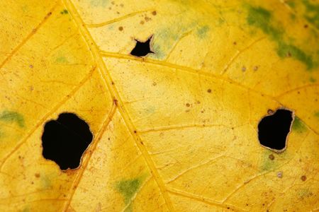 A withered leaf with three bitten holes as whole background.の写真素材