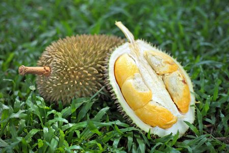 Close up of durians over green grass background.の写真素材