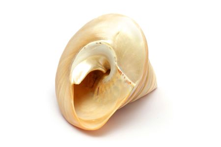 A spiral seashell isolated on white background.の写真素材