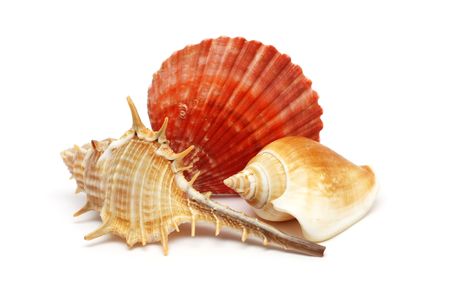 Three seashells put together isolated over white background.の写真素材