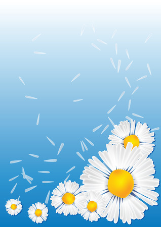 chamomile Background  illustration flower close up floraのイラスト素材