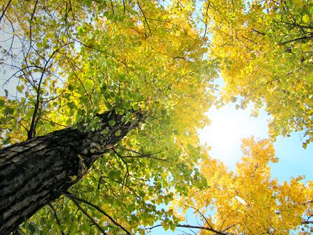 autumn foliage view from below tree leaf nature forest