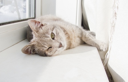 cat lying on a windowsillの写真素材