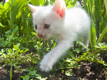 white fluffy kitten in the grassの写真素材