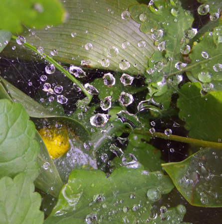 Drops of water on a spider web, drops on leaves after rainの写真素材