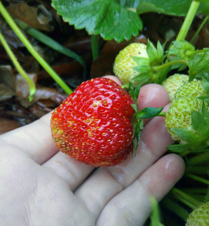 Bright strawberries in hand, strawberries in the palm of your handの写真素材
