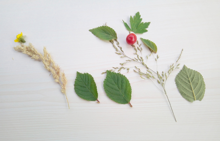 Composition of leaves, grass, berries, flowers on a light backgroundの写真素材