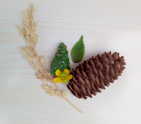 Fir cone on a white background, a composition of plantsの写真素材