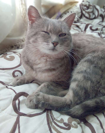 The cat is lying on the bed, the cat is on the bedの写真素材