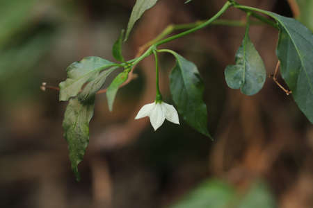 Chili flower photographed on a blurred background