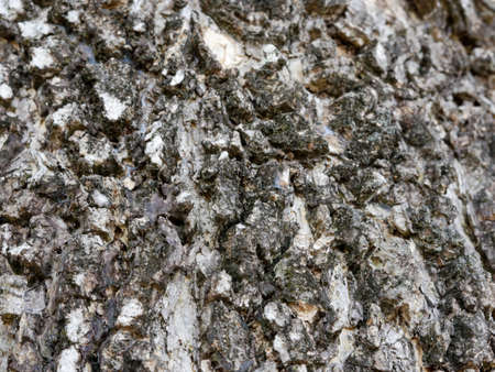 dark black wood texture, tropical tree texture, suitable for wallpaper and background.の写真素材