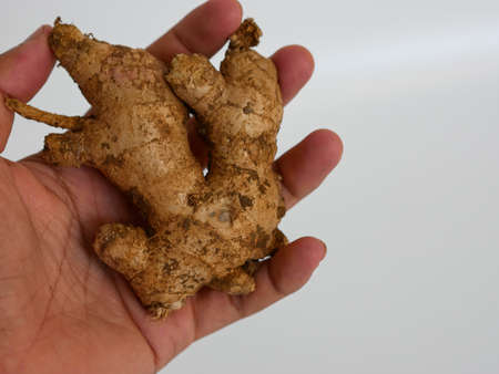 hands holding ginger root or Zingiber officinale isolated on white background. for the concept of herbs and health. natural spices for cookingの写真素材