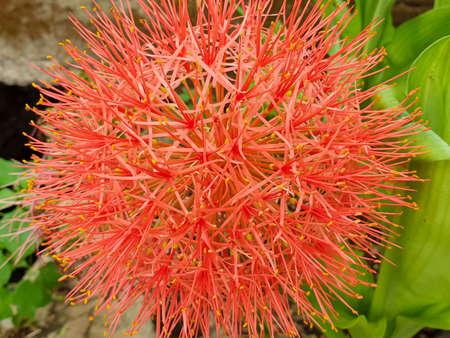 red blooming flower in summer garden. African blood lily or Scadoxus multiflorus.の写真素材