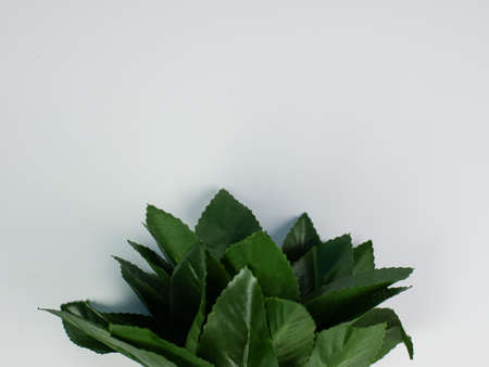 Artificial green leaf with copy space on white background. ready to add textの写真素材