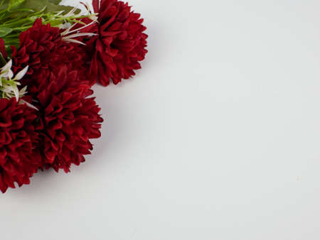 artificial red carnation flower with copy space on white background. ready to add textの写真素材