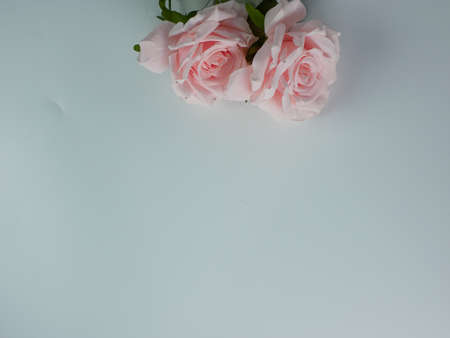 Artificial pink roses with copy space on a white background. ready to add textの写真素材