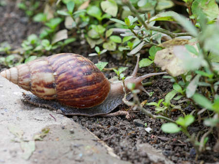 Snail or Achatina fulica one of the worst invasive species on earthの写真素材