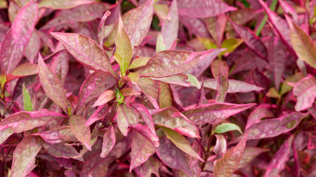 Alternanthera reineckii is a species of aquatic plant in the Amaranthaceae family. decorative plantsの写真素材