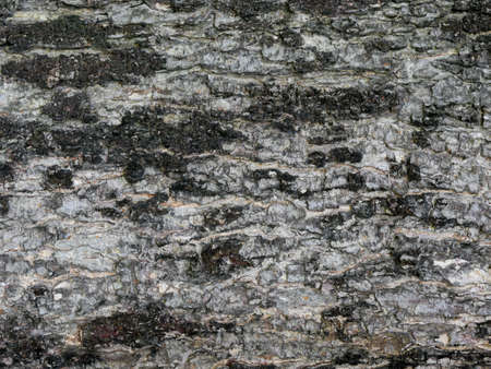 high quality dark wood texture for wallpaper and backgroundの写真素材