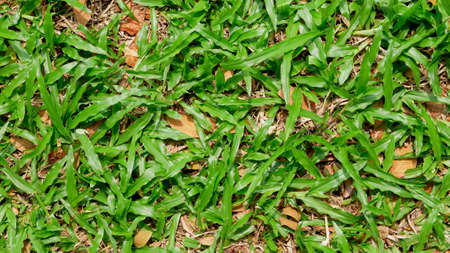 green grass texture for backgroundの写真素材