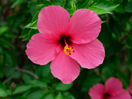 Hibiscus rosa sinensis flower. decorative plantsの写真素材