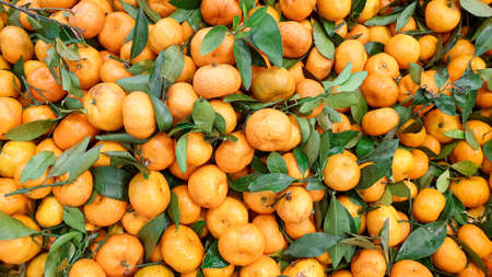 orange or Citrus sp for wallpaper and background. healthy fruit conceptの写真素材